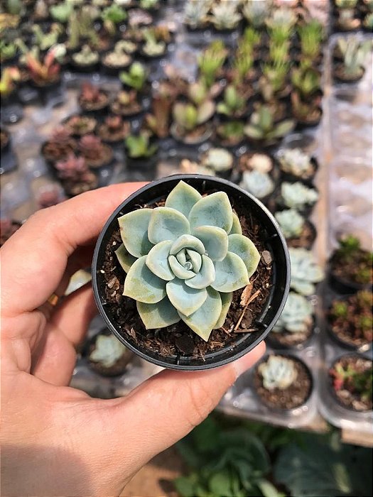 Suculenta Graptoveria Fantome