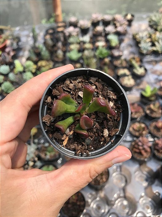 Suculenta Orelha de Sherek