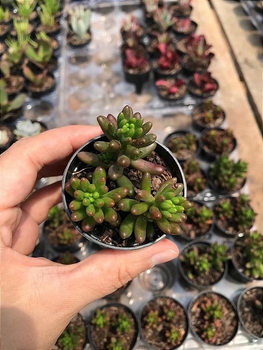 Suculenta Sedum Robrotinctum