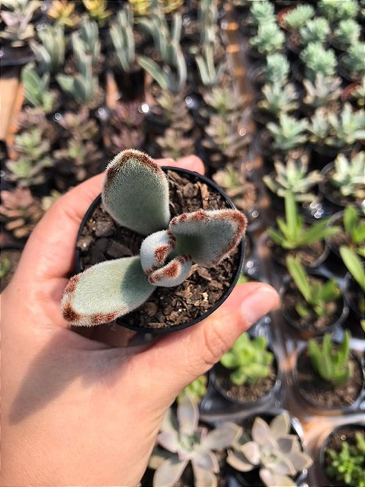 Suculenta Kalanchoe Tomentosa (orelha de gato)