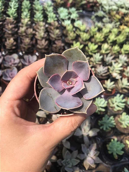Suculenta Echeveria Perle Von Nurnberg