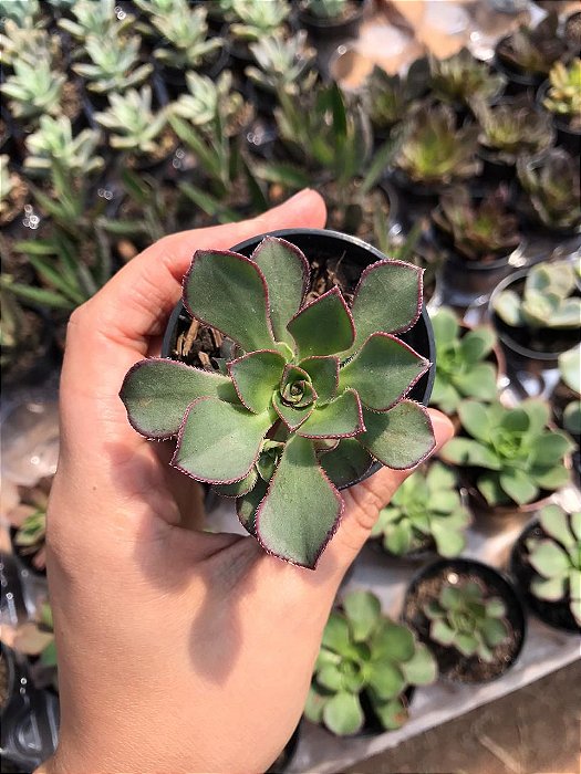 Suculenta Aeonium Haworthi