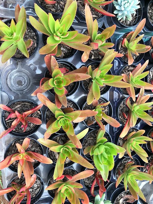 Suculenta Crassula Campfire