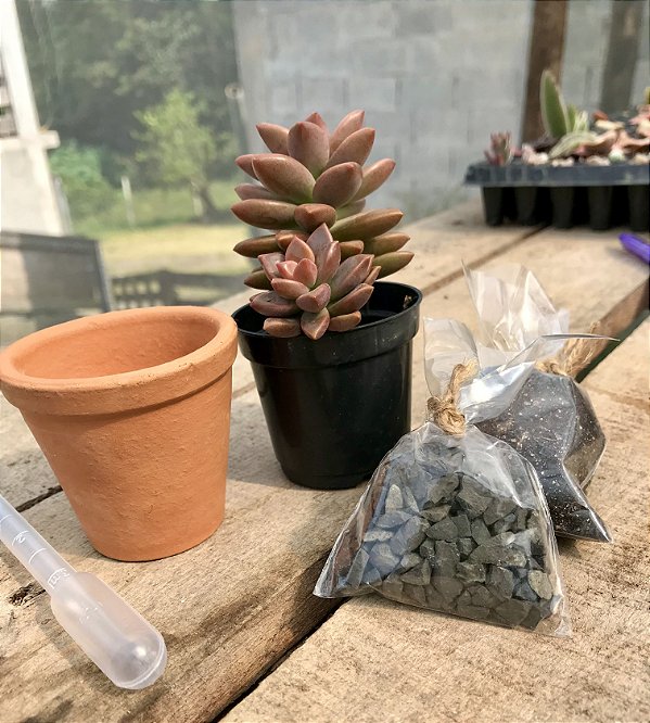 Kit Suculenta Vaso Barro Liso