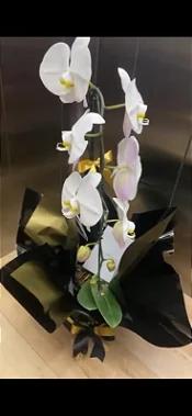 Orquídea Branca Cascata Box P elegance