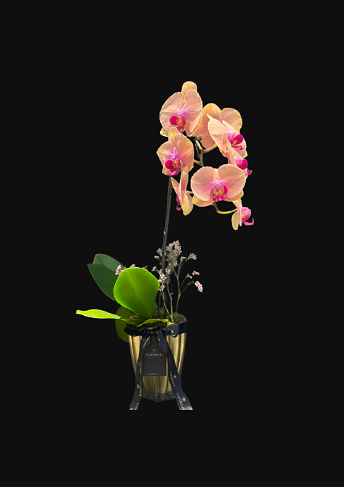 Orquídea Cascata Variada no Vaso de Vidro