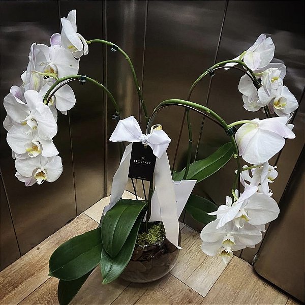 Jardim de Orquídeas Deluxe