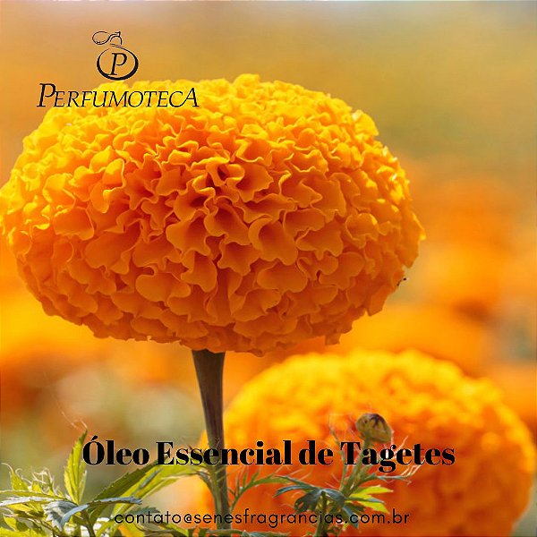 Tagetes Óleo