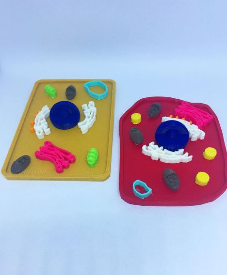 Kit Maquete Célula Animal + Célula Vegetal