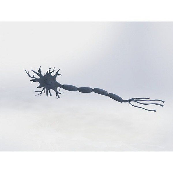 Neurônio Anatômico 3d