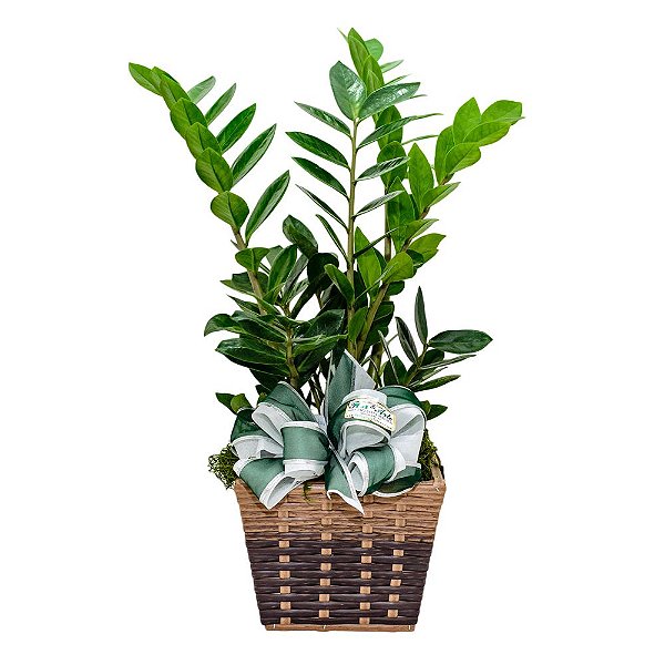 Zamioculcas Africana