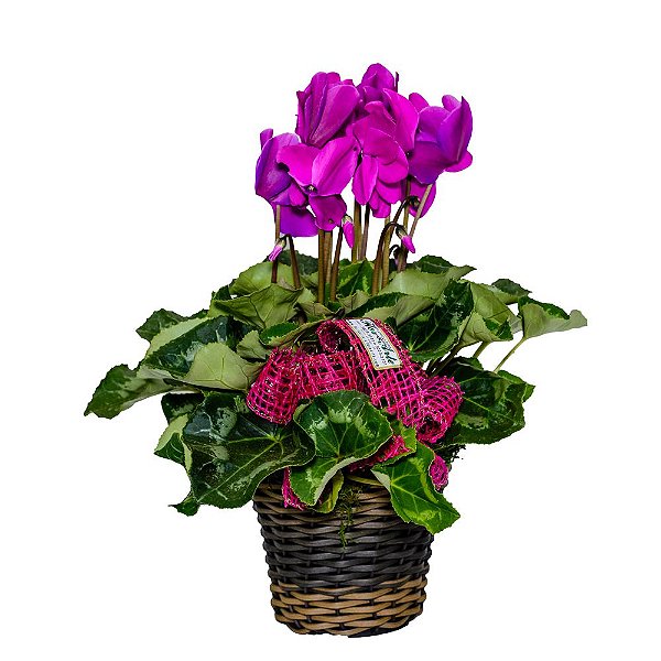 Maravilhoso Cyclamen
