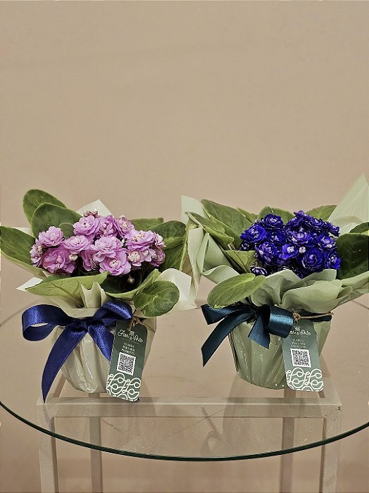 Violeta Decorada