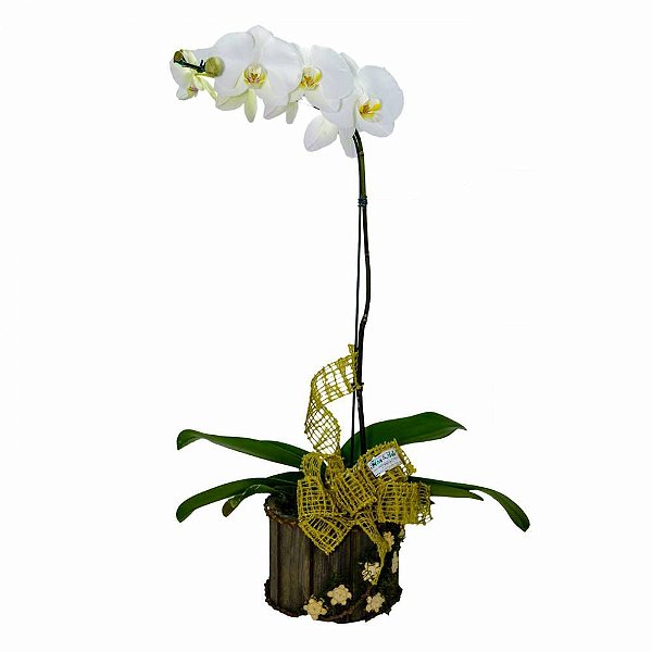 Orquídea Luxo