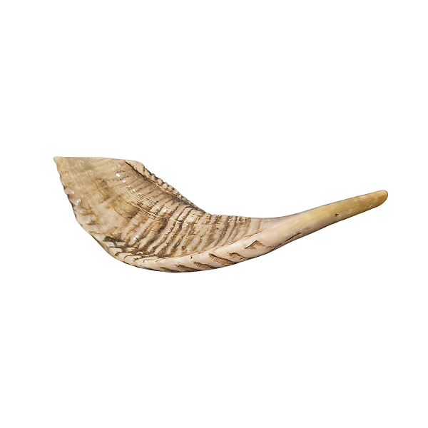 Shofar C3 - Importado de Israel - Semipolido