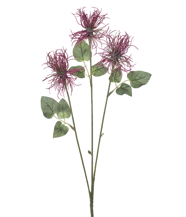 ALIUM MALVA
