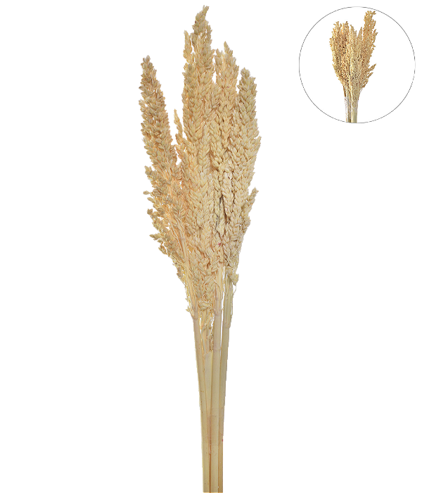HASTE SORGO CREME