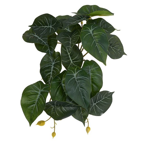 FOLHAGEM CALADIUM VERDE COM CREME