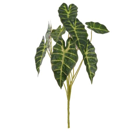 ALOCASIA FORRAÇÃO VERDE 57cm