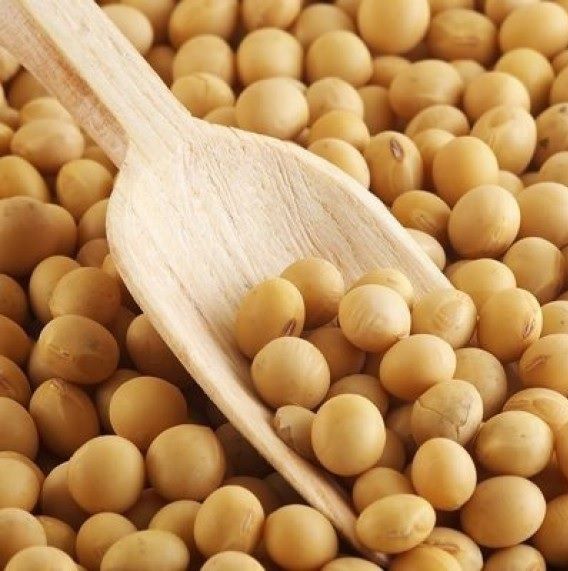 SOJA EM GRAOS 100G