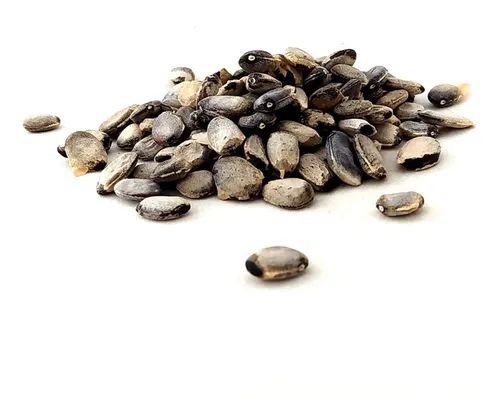 SEMENTE DE UMBURANA 100G Emburana Imburana Amburana