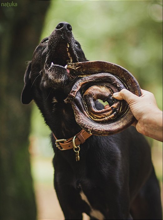 Vergalho Bovino - Natuka