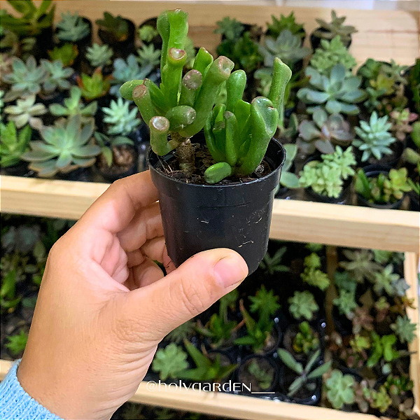 Kit 20 Mini Suculentas/ Cactos