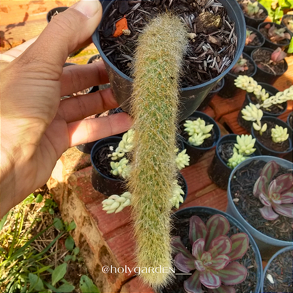 Hildewintera Colademononis (Cacto Rabo de Macaco)