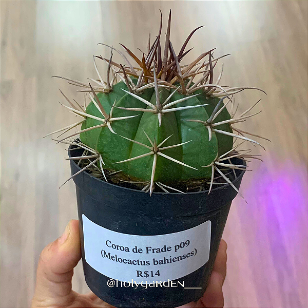Melocactus bahiensis (Cacto Coroa de Frade)