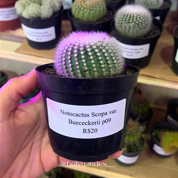 Notocactus scop var bueneckerii