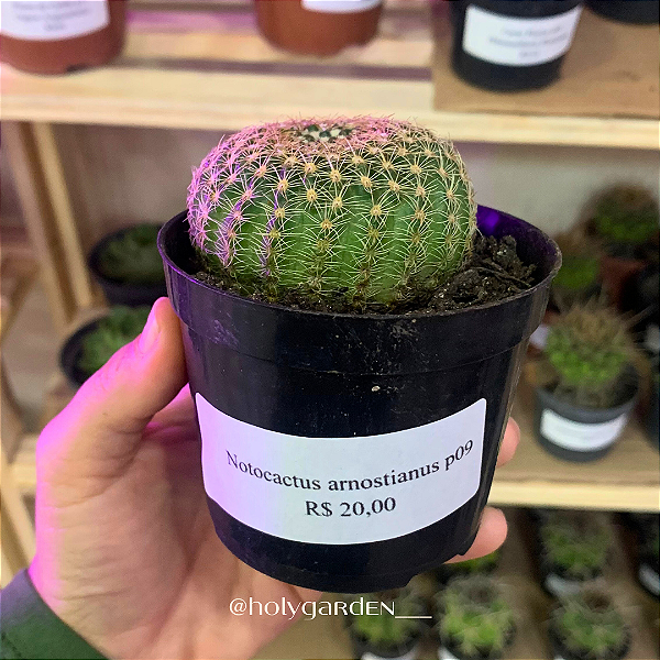 Notocactus arnostianus