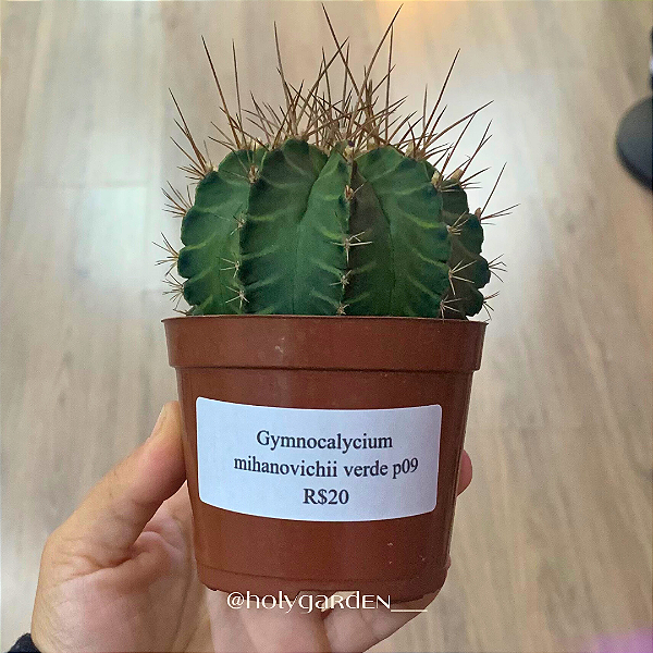 Gymnocalycium mihanovichii verde