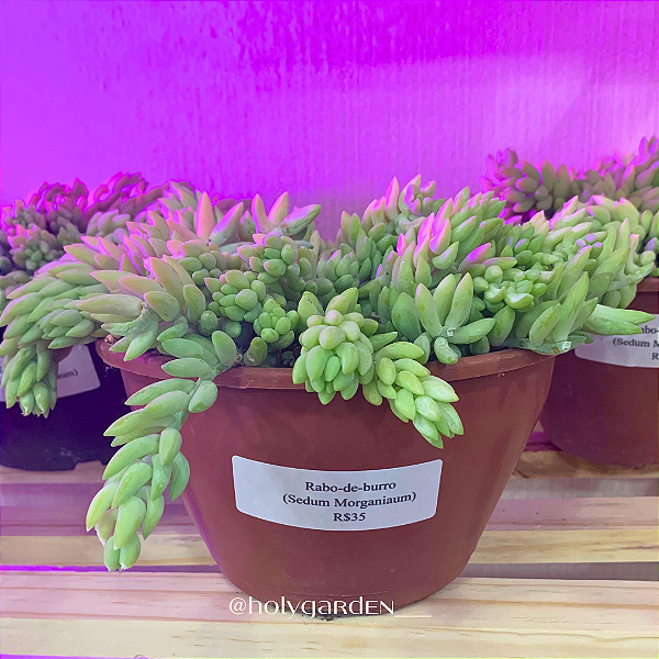 Sedum Morganianum (Rabo de Burro)