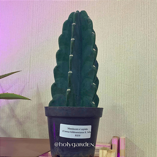 Cereus hildmannianus K. Schum (Mandacaru sem Espinho)