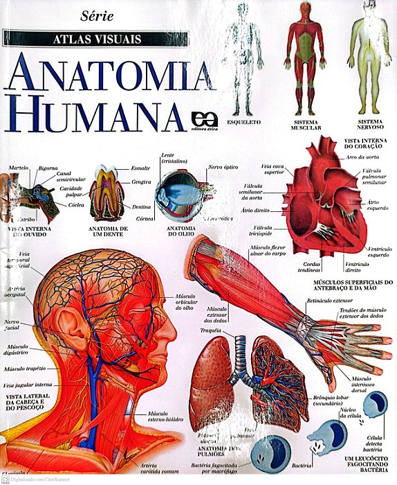 Livro Anatomia Humana - Série Atlas Visuais Autor Vários (2009) [seminovo]