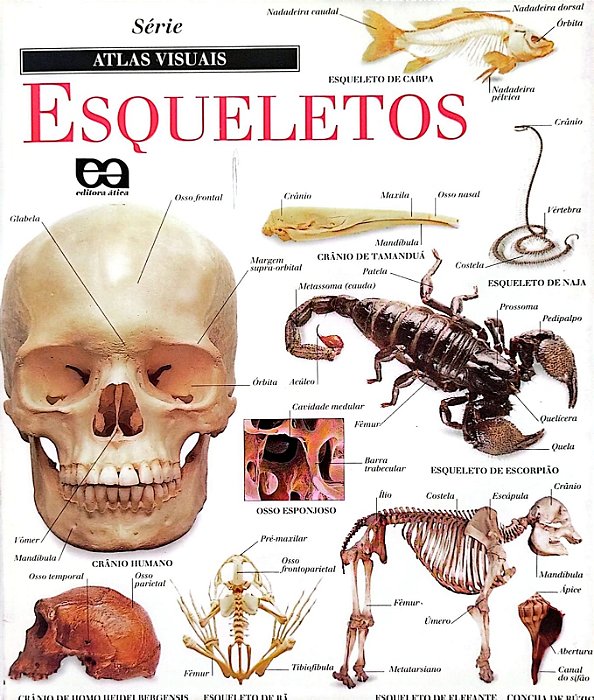 Livro Esqueletos - Série Atlas Visuais Autor Vários (1997) [usado]