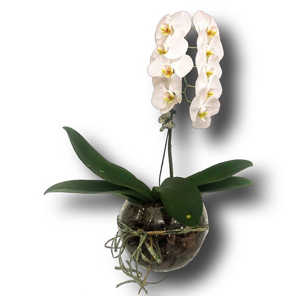 Orquídea Phalaenopsis Branca em aquário de vidro - Desejo Flores Online:  Buquês, Arranjos, Cestas e mais | Desejo Flores Online