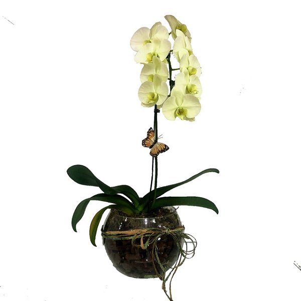 Orquídea Phalaenopsis Amarela em aquário de vidro - Desejo Flores Online:  Buquês, Arranjos, Cestas e mais | Desejo Flores Online