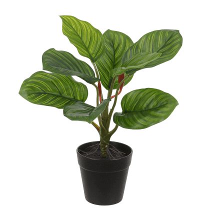 Planta Árvore Artificial Calathea Real Toque Verde Creme 30cm