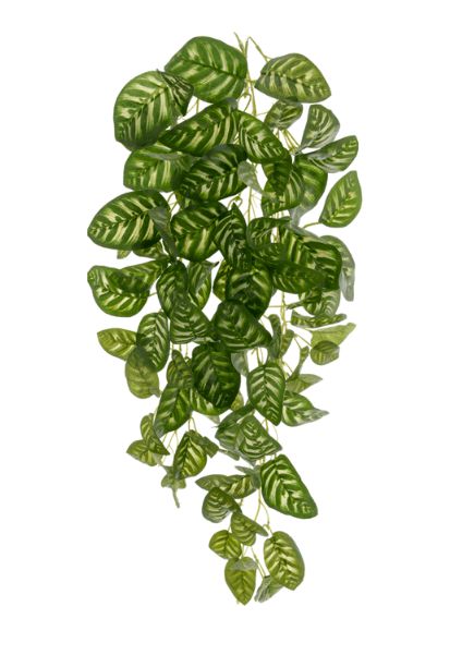 Folhagem Artificial Calathea Verde Creme 78cm