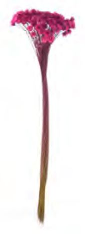 Folhagem Sempre Viva Desidratado Rosa 34cm
