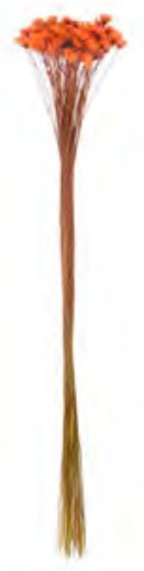 Folhagem Sempre Viva Desidratado Laranja 34cm