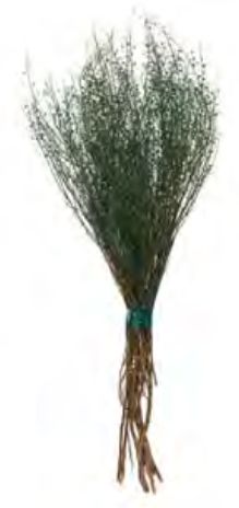 Folhagem Sementinha Desidratado Verde Escuro 40cm