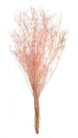 Folhagem Sementinha Desidratado Rosinha Claro 40 cm