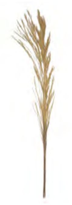Folhagem Pinheiro Em Plumas C/3 Hastes Desidratado Alvejado 70cm