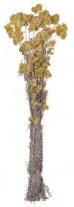 Folhagem Macela Do Campo Desidratado Natural 60cm
