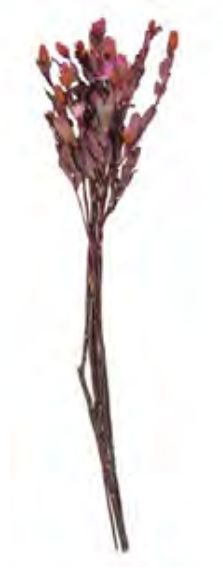 Folhagem Marapoamba Desidratado Rosinha Claro 55cm