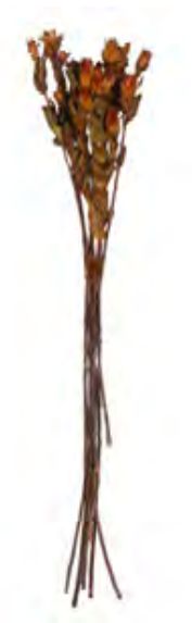 Folhagem Marapoamba Desidratado Laranja Outonado 55cm