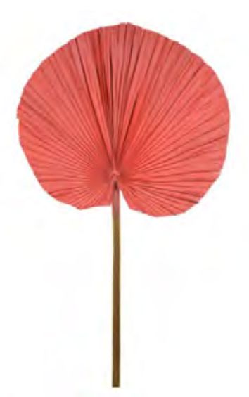 Folhagem Latanea Desidratado Vermelho 50cm