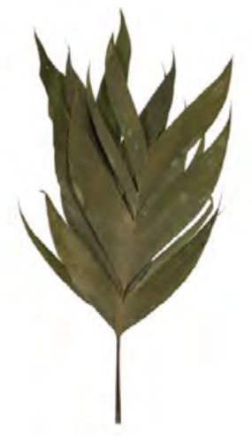 Folhagem Guaricana Desidratado C/3 Hastes Natural 80cm